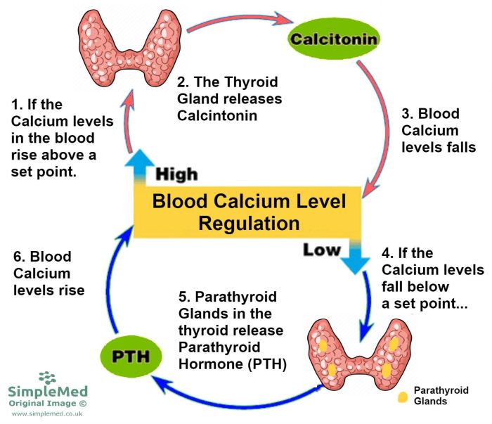 Calcium wikihow