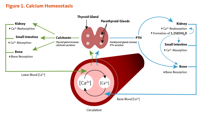 Calcium plaque arteries buildup diet deposits removing