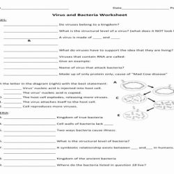 Characteristics of bacteria worksheet answers key