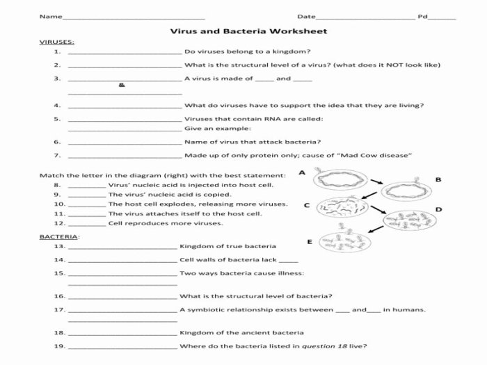 Characteristics of bacteria worksheet answers key