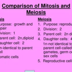 Meiosis mitosis comparing compare characteristic processes completing