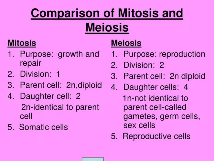 Meiosis mitosis comparing compare characteristic processes completing