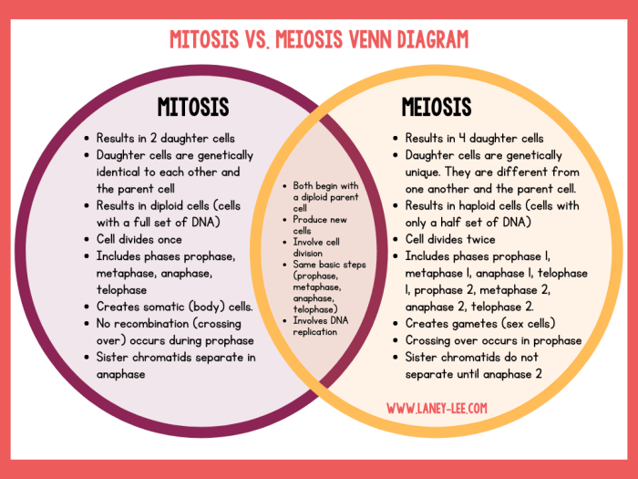 Mitosis and meiosis comparison chart answer key