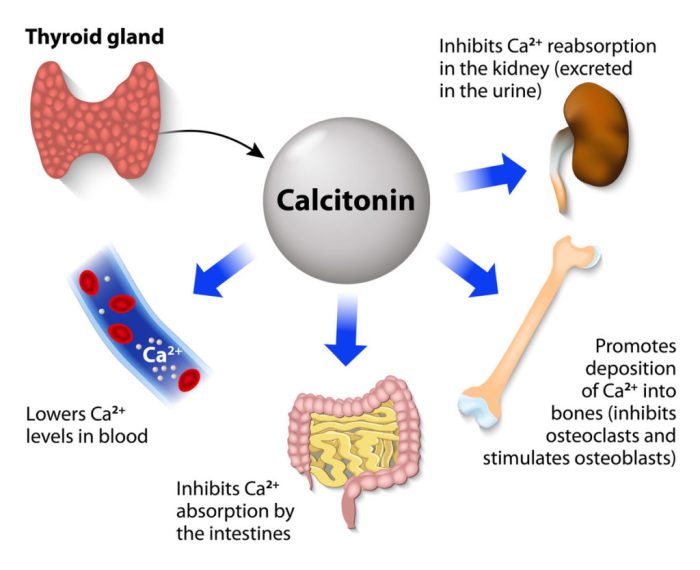 High blood calcium and exercise cause calcitonin release to