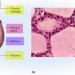 Thyroid gland relations gross glands anatomical arteries inferior muscle