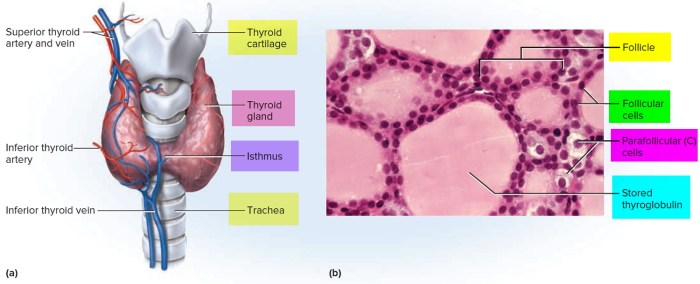 Thyroid gland relations gross glands anatomical arteries inferior muscle